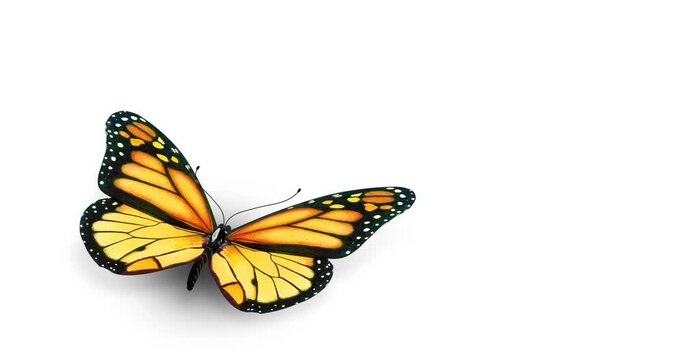 butterfly on white background, looping