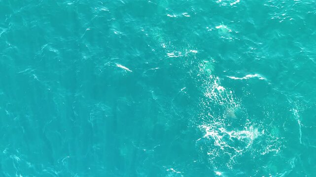 Mobula Rays Splashing and Schooling in Crystal Clear Water, Mexico Wildlife