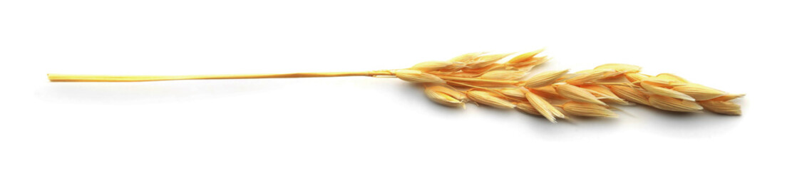 One ear of oat isolated on white