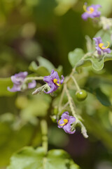 Flora of Gran Canaria - Solanum lidii, endemic to the island, locally called pepper of Temisas, natural macro floral background
