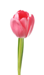 Fototapeta premium Beautiful one pink tulip isolated on white
