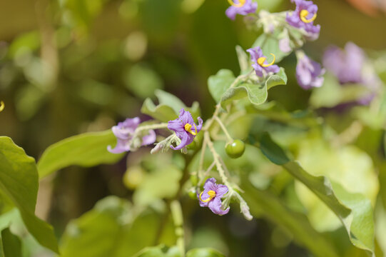 Flora of Gran Canaria - Solanum lidii, endemic to the island, locally called pepper of Temisas, natural macro floral background
