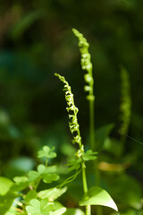 Flora of Gran Canaria - Gennaria diphylla, two-leaved orchid, forming fruit natural macro floral background

