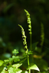 Flora of Gran Canaria - Gennaria diphylla, two-leaved orchid, forming fruit natural macro floral background
