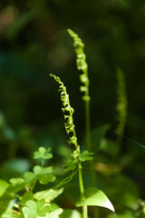 Flora of Gran Canaria - Gennaria diphylla, two-leaved orchid, forming fruit natural macro floral background
