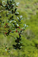 Flora of Gran Canaria - Ilex canariensis, the small-leaved holly natural macro floral background

