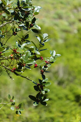 Flora of Gran Canaria - Ilex canariensis, the small-leaved holly natural macro floral background
