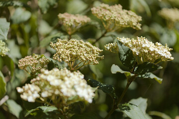 Flora of Gran Canaria - flwering Viburnum rigidum,  Canary Laurustinus, plant endemic to Canaries, natural macro floral background
