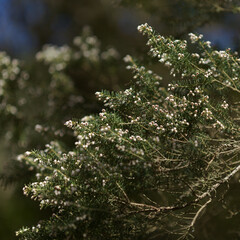 Flora of Gran Canaria -  small white flowers of Erica canariensis, Canary Tree Heather natural macro floral background
