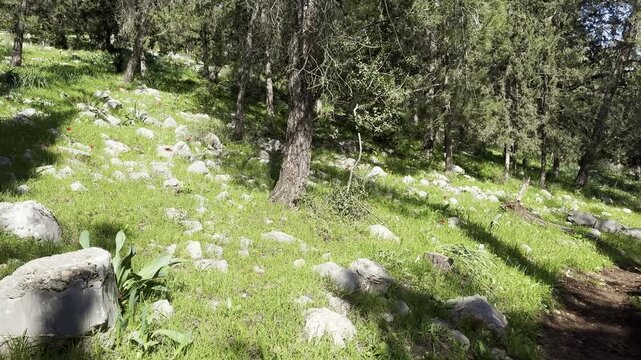 Scenic view of a pine forest with bright green grass and wildflowers on the ground. Beit Keshet nature reserve in Israel. Mountains and hills.