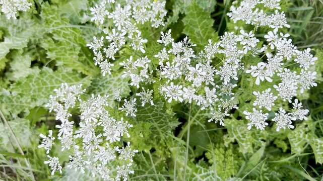 Scandix pecten-veneris is a species of edible plant belonging to the family Apiaceae. Beit Keshet nature reserve in Israel. Mountains and hills.
