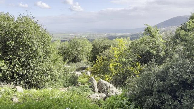 View of Mount Tabor in spring through a ridge of stones, anemones, trees, and the valley in Beit Keshet nature reserve in Israel.