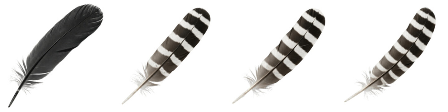 Black and white striped feather set isolated on white, realistic bird plume collection, hawk eagle feathers png, spotted wings element design, plumage cutout bundle