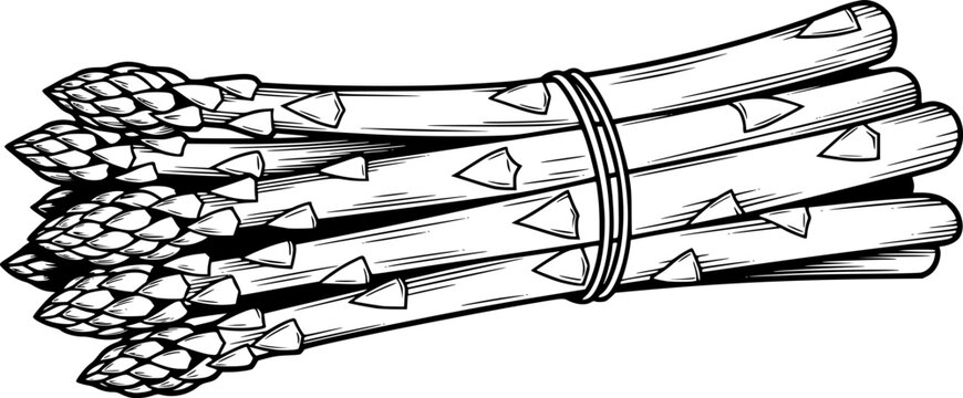 Fresh asparagus vegetable bunch for healthy organic cooking and vegetarian diet nourishment &ndash; Black and White Vector Illustration