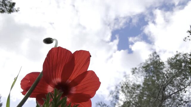 View of a red anemone from below with a ladybug crawling on it, Beit Keshet nature reserve in Israel, spring.