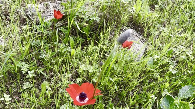 Red anemones just blooming in Beit Keshet nature reserve in Israel, spring.