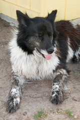 Border Collie Lies in Shade of Chicken Coop © hkuchera