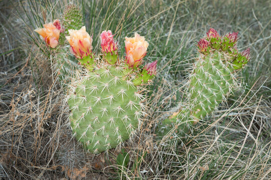 Prickly Pear Cactus (Opuntia polyacantha) with Flowers