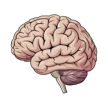 A detailed anatomical illustration of the human brain showcasing its complex structure isolated on transparent background