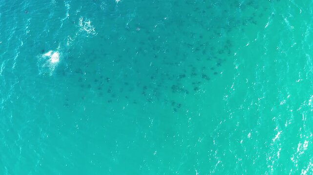 Mobula Ray School from Above - Baja California Ocean Wildlife - Sea Of Cortez - 4K Drone