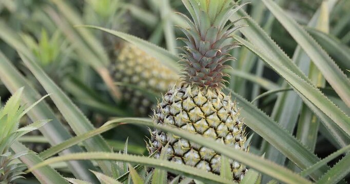 Pineapple grow on tree in the garden