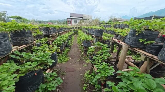 Vibrant Strawberry Fields Abundant with Lush Greenery and Fresh Fruits Under a Bright Sky