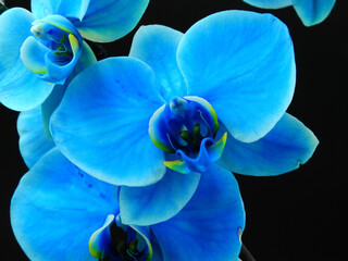 Blue orchid © Gizella