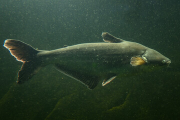 A large freshwater fish beneath the surface in a big aquarium.
