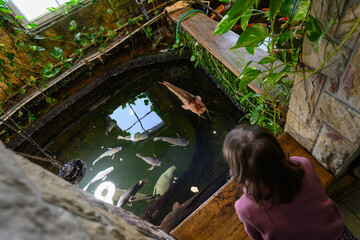 A child observes the surface of a large aquarium with freshwater fish in an interior space.
