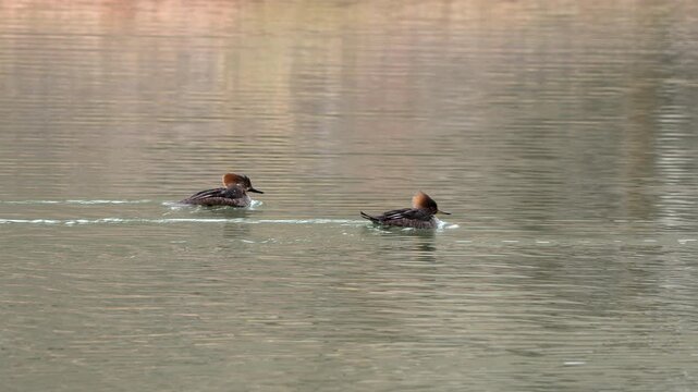 Hooded Mergansers floating in a pond in southern Utah.