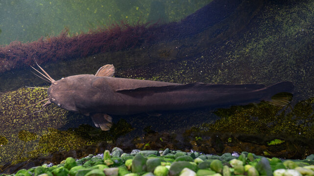 A catfish in a large tank resting near the surface &ndash; top view.