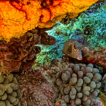spotted trunkfish ,Lactophrys bicaudalis, off coast of Bonaire
