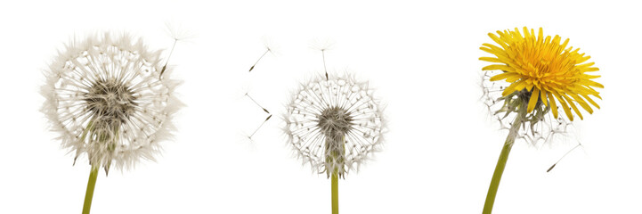 Fototapeta premium Set of Dandelion Flower and Seed Head PNG, Realistic Yellow Bloom and White Fluffy Dandelion Clipart on Transparent Background PNG