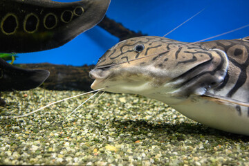 Obraz premium A close‑up of the deformed head of a Spotted Raphael catfish beneath the surface in an aquarium. 
