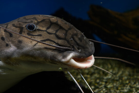 A close‑up of the deformed head of a Spotted Raphael catfish beneath the surface in an aquarium.

