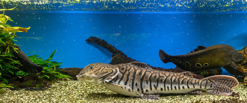 A large Spotted Raphael catfish in an aquarium with a deformed head.
