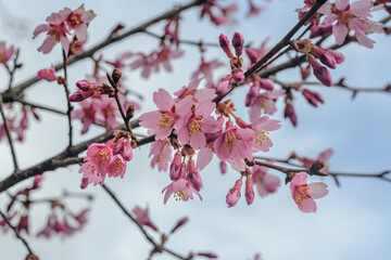 Obraz premium Cherry Blossom in Prospect Park, Brooklyn