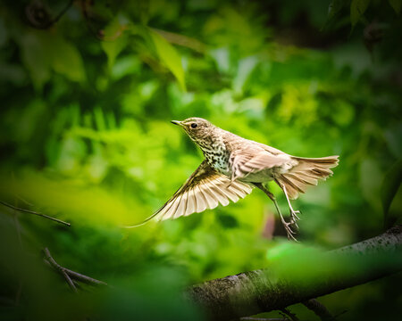 Song Thrush in Mid-Flight Amid Greenery. A bird is captured in mid-flight against a backdrop of lush green leaves. The focus highlights the bird's intricate feather patterns and natural grace.