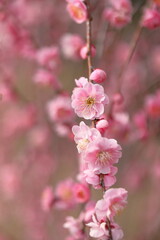 日本の梅園の梅