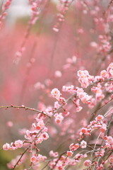 日本の梅園の梅