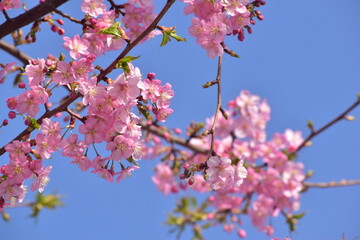 Fototapeta premium 桜 春 岡山 中国地方
