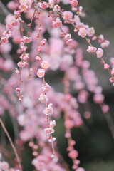 日本の梅園の梅