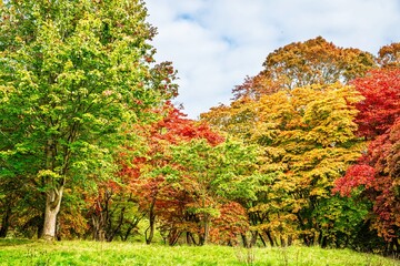 Fototapeta premium The color of autumn trees and leaves, Bodnant Garden, Conwy River, Colwyn Bay, Conwy, Wales