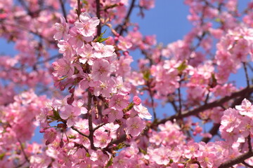 Obraz premium 桜 春 岡山 中国地方