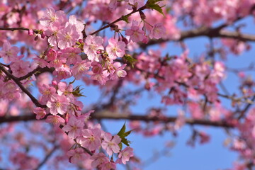 Obraz premium 桜 春 岡山 中国地方