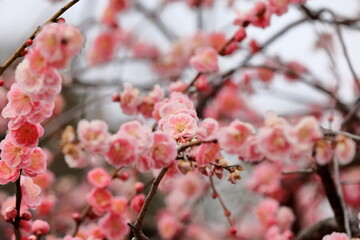 日本の梅園の梅