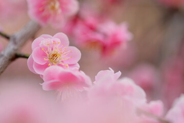 日本の梅園の梅