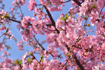 Obraz premium 桜 春 岡山 中国地方