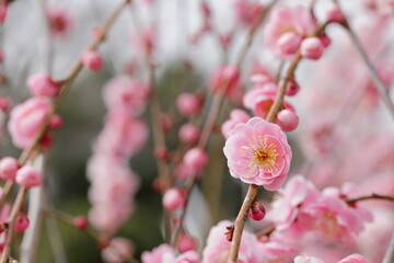 日本の梅園の梅