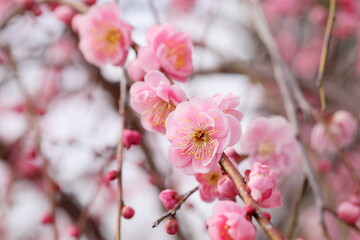 日本の梅園の梅